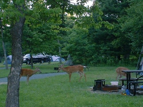 Deer.jpg (53457 bytes)