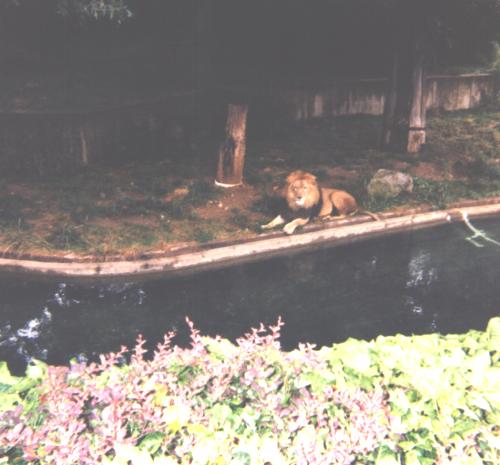 lion.jpg (33891 bytes)