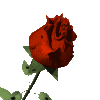 redrosemdclr.gif (10505 bytes)
